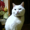 neko_s.jpg
